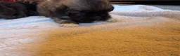 Pekingese dogs for sale: Kc Pekingnese sable Blk mask 3 little girls  - Advert 14