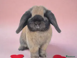 Mini Lop rabbits 💗Sooty fawn mini lop girlie for her furever home - Advert 13