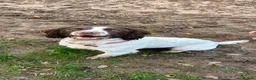 English Springer Spaniel dogs for sale: Springer Spaniel & Springador in Swadlincote - Advert 3