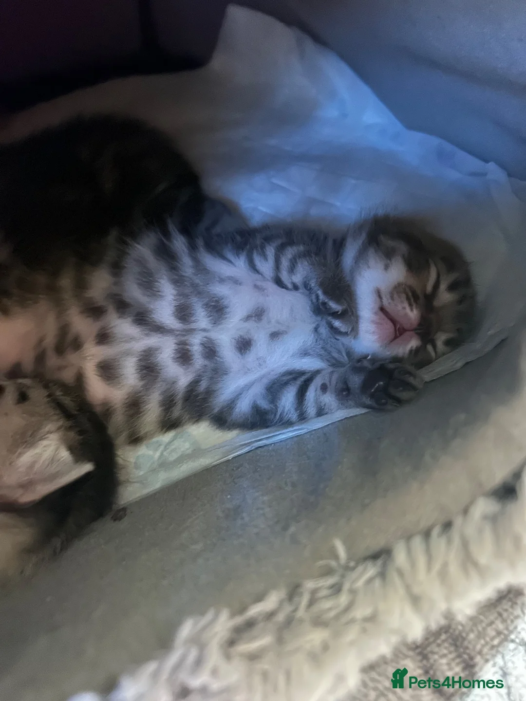 Mixed Breed cats for sale: 2 male and 1 female kitten for sale  - Advert 15