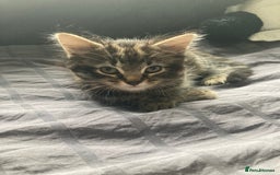 Mixed Breed cats for sale: 2 x 11 week old Female Kittens must go together!  - Image 8