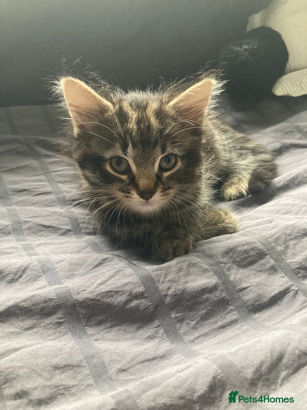 Mixed Breed cats for sale: 2 x 11 week old Female Kittens must go together!  - Image 8