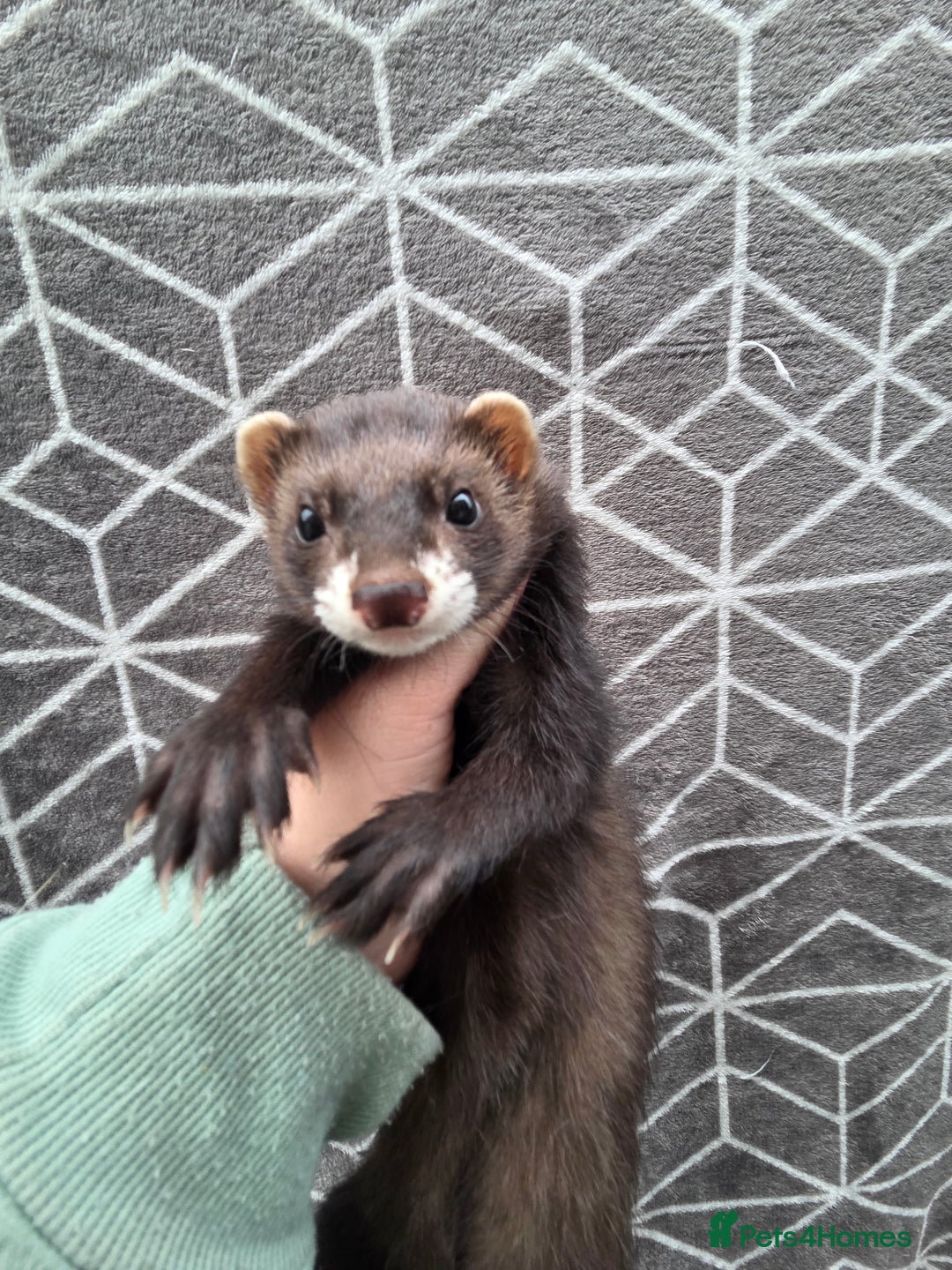 Ferret rodents for sale: 4 stunning ferrets looking for new homes - Advert 11