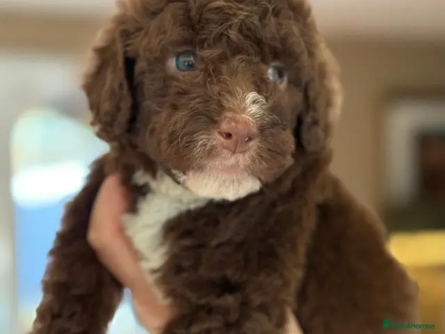 Bordoodle dogs for sale: Beautiful Bordoodle/Colliepoo - Advert 1