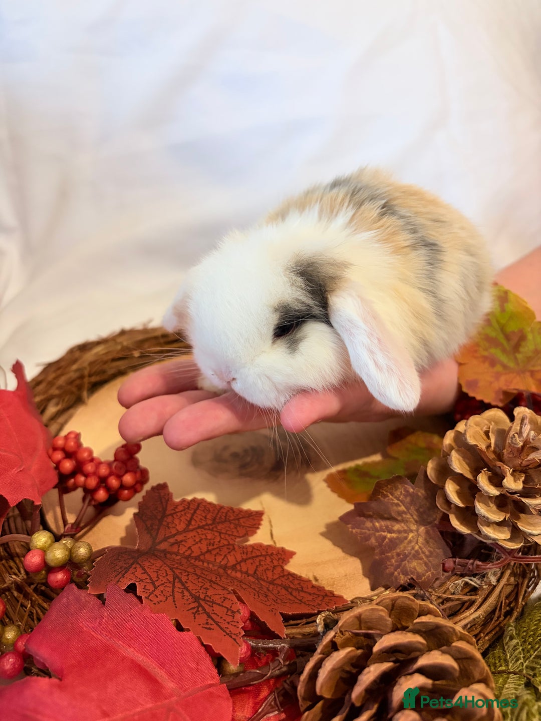 Mini Lop rabbits for sale: Gorgeous Pure Bred Mini Lops 💛 | RESERVE NOW 🐰 - Image 16