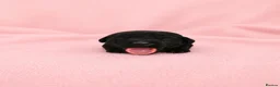 Labrador Retriever dogs for sale: Black Labrador retriever puppies  - Advert 14
