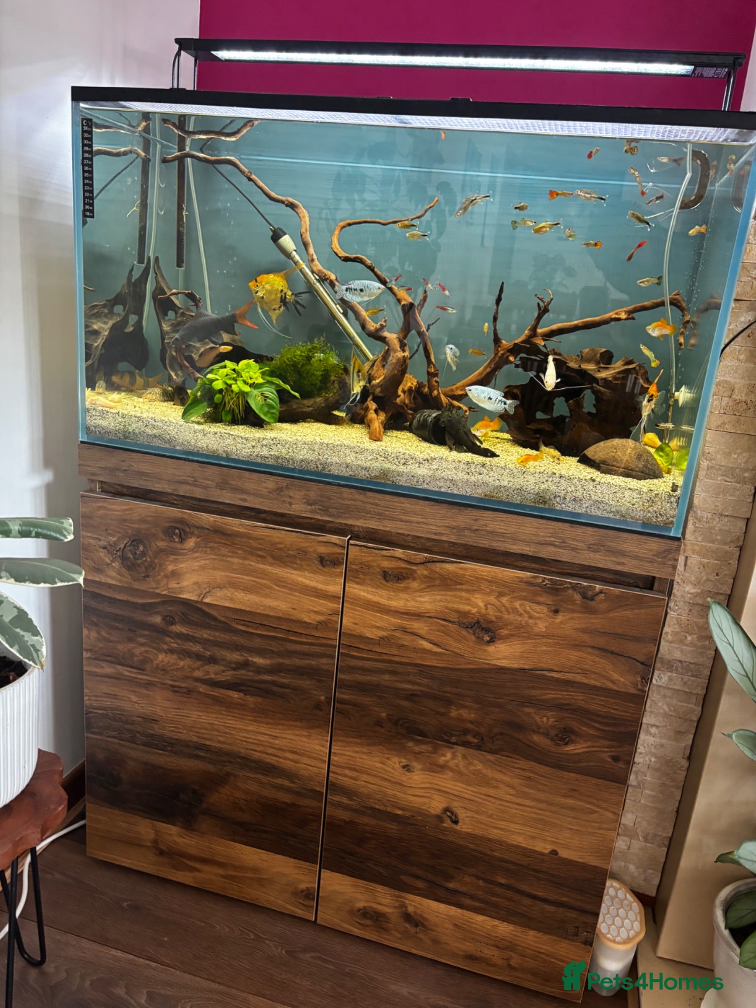 Angelfish fish Full set up fish tank fluval visi 202 l  - Advert 2