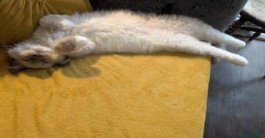 Ragdoll cats - Advert 1