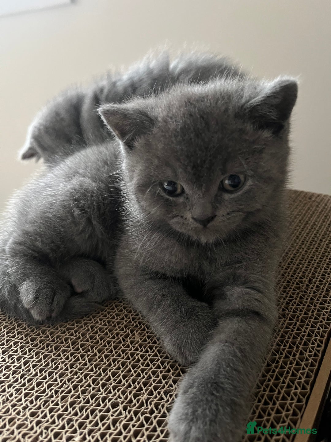 British Shorthair cats for sale: Beautiful BSH kittens, 1 girl, 1 boy available  - Advert 12