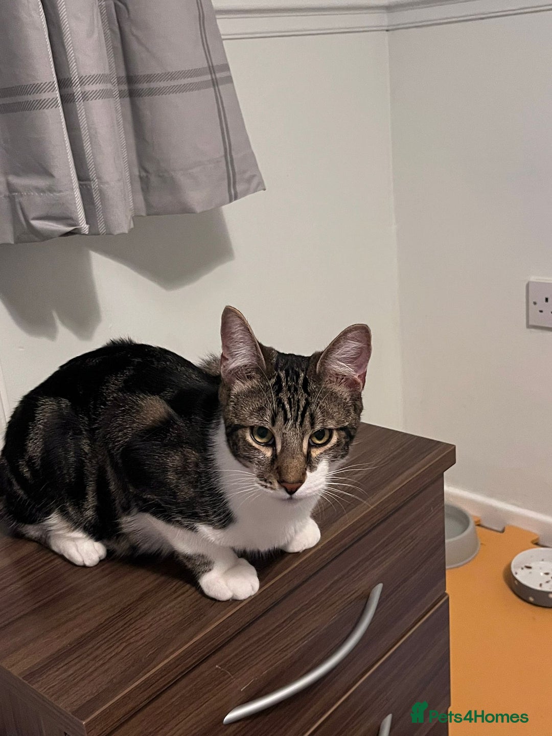 Domestic Shorthair cats for adoption: Luna, Milo & Ozzy  - Image 4