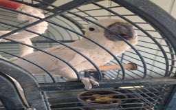 Cockatoo birds for sale: Cockatoo, male, 4 years old - Image 4