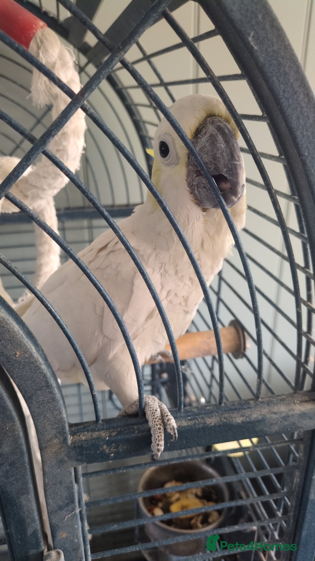 Cockatoo birds for sale: Cockatoo, male, 4 years old - Image 4