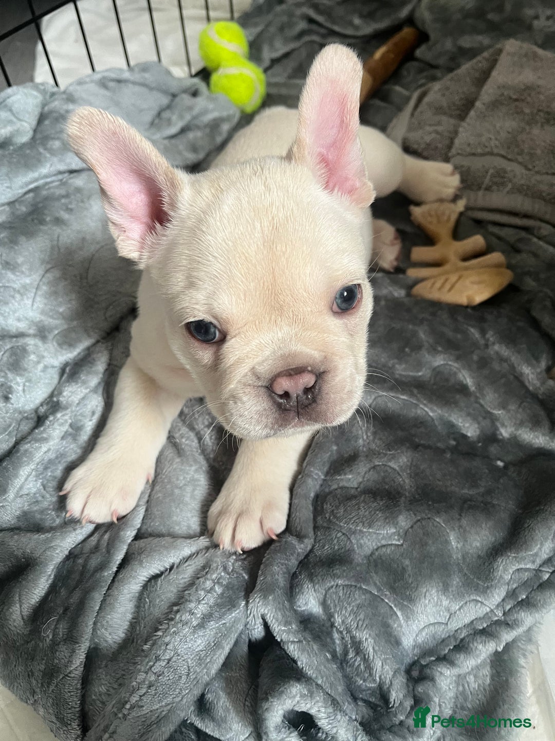French Bulldog dogs for sale: London’s French Bulldog Puppies 🏴󠁧󠁢󠁥󠁮󠁧󠁿 - Advert 11