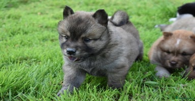Chow Chow dogs - Advert 3