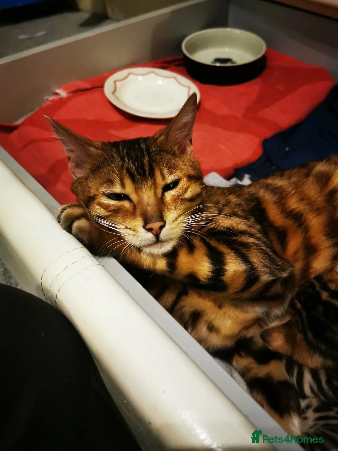 Bengal cats for sale: Stunning Bengal kittens for sale in Rugby - Advert 1