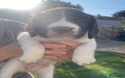 English Springer Spaniel dogs for sale: Springer Spaniel Bitch pups - Image 8