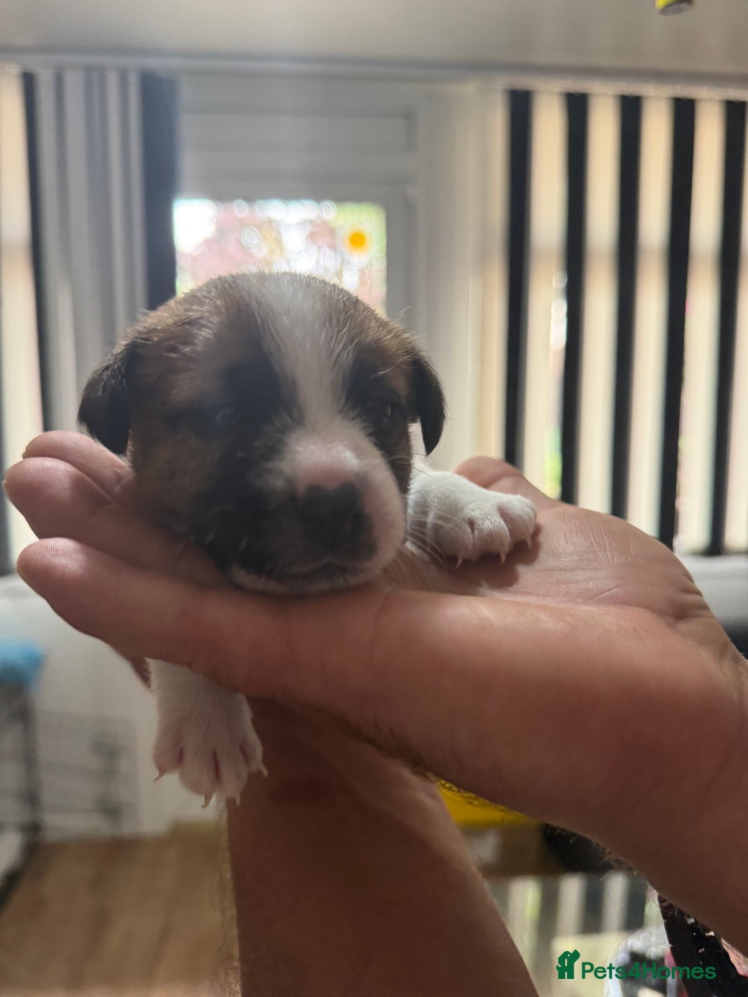 Jack Russell dogs for sale: Miniature Jack Russell terrier 3 boys and 3 girls  - Image 32