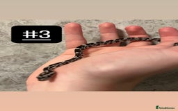 Corn Snake reptiles for sale: eight corn snakes hatchlings ready to be bought ! - Image 4