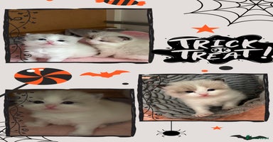 Ragdoll cats - Advert 4