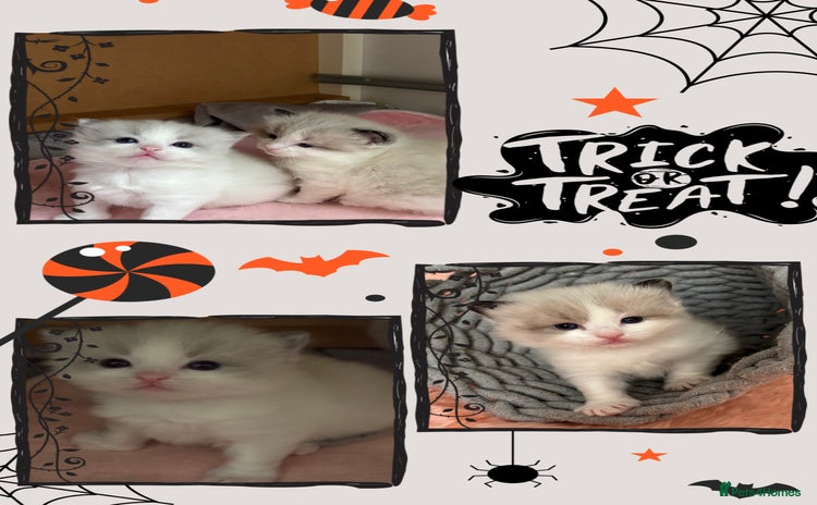 Ragdoll cats - Advert 10