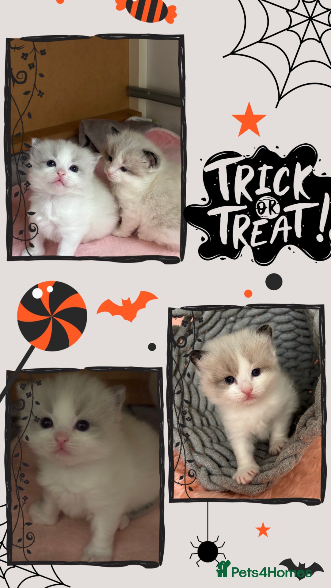 Ragdoll cats for sale: Beautiful two GCCF kittens. Blue Bicolour Ragdolls - Image 1