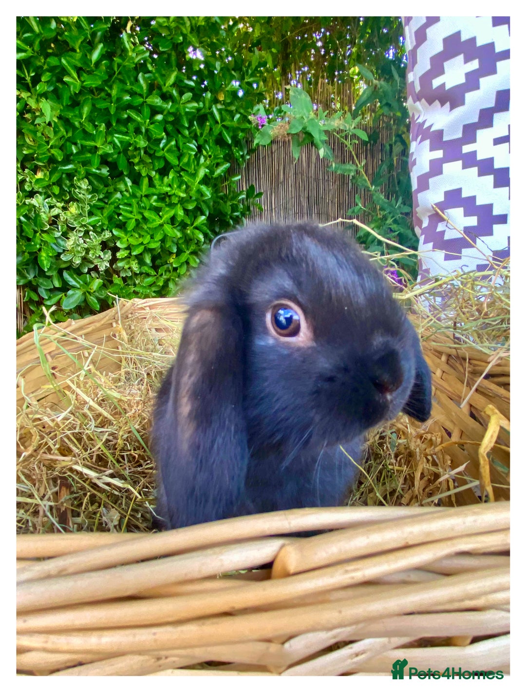 Mini Lop rabbits for sale: Pure bred mini lops - Image 2