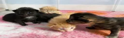 Mixed Breed cats for sale: 3 female mainecoon mix kittens  - Advert 16