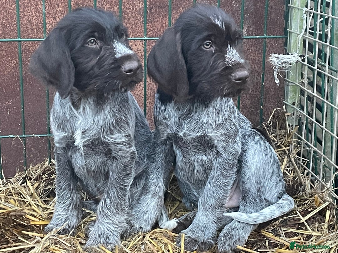 Mixed Breed dogs for sale: German pointer griffen pointer cross - Advert 2