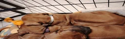Rhodesian Ridgeback dogs for sale: Beautiful Rhodesian Ridgeback puppies-Family pet - Advert 32