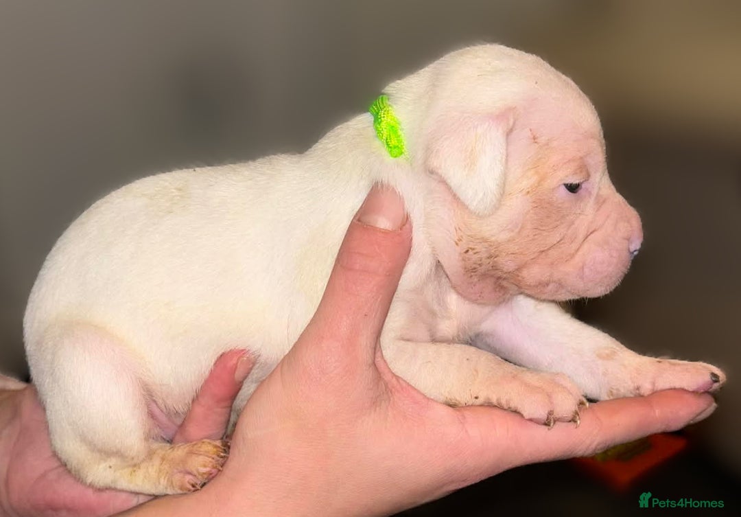 Mixed Breed dogs for sale: Bull cross staffy pups  - Advert 2