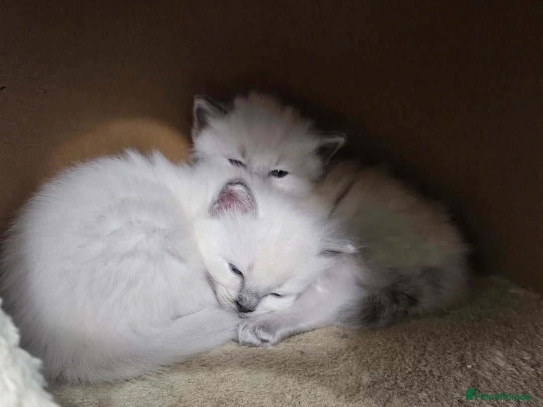 Ragdoll cats for sale: Purebred Blue Point Ragdoll Kittens 🩷💙 - Advert 18