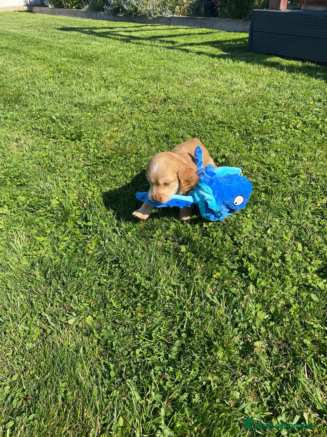 Cocker Spaniel dogs for sale: Cocker spaniel show type - Image 16
