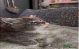 Ragdoll cats for sale: Stunning Ragdoll kittens available  - Image 13