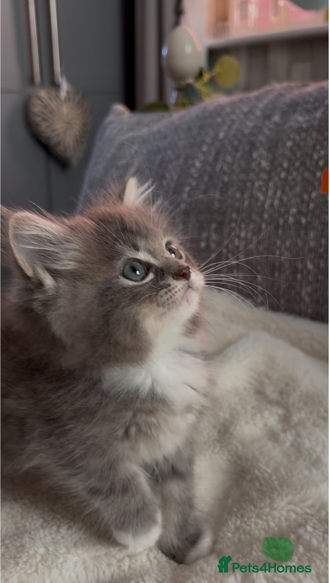 Ragdoll cats for sale: Stunning Ragdoll kittens available  - Image 13