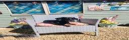 Dachshund dogs for sale: 18 month old Dacshund for rehoming in Houghton le Spring - Advert 4