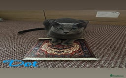 Russian Blue cats for sale: 2 x Pedigree Russian Blue GCCF - Advert 6