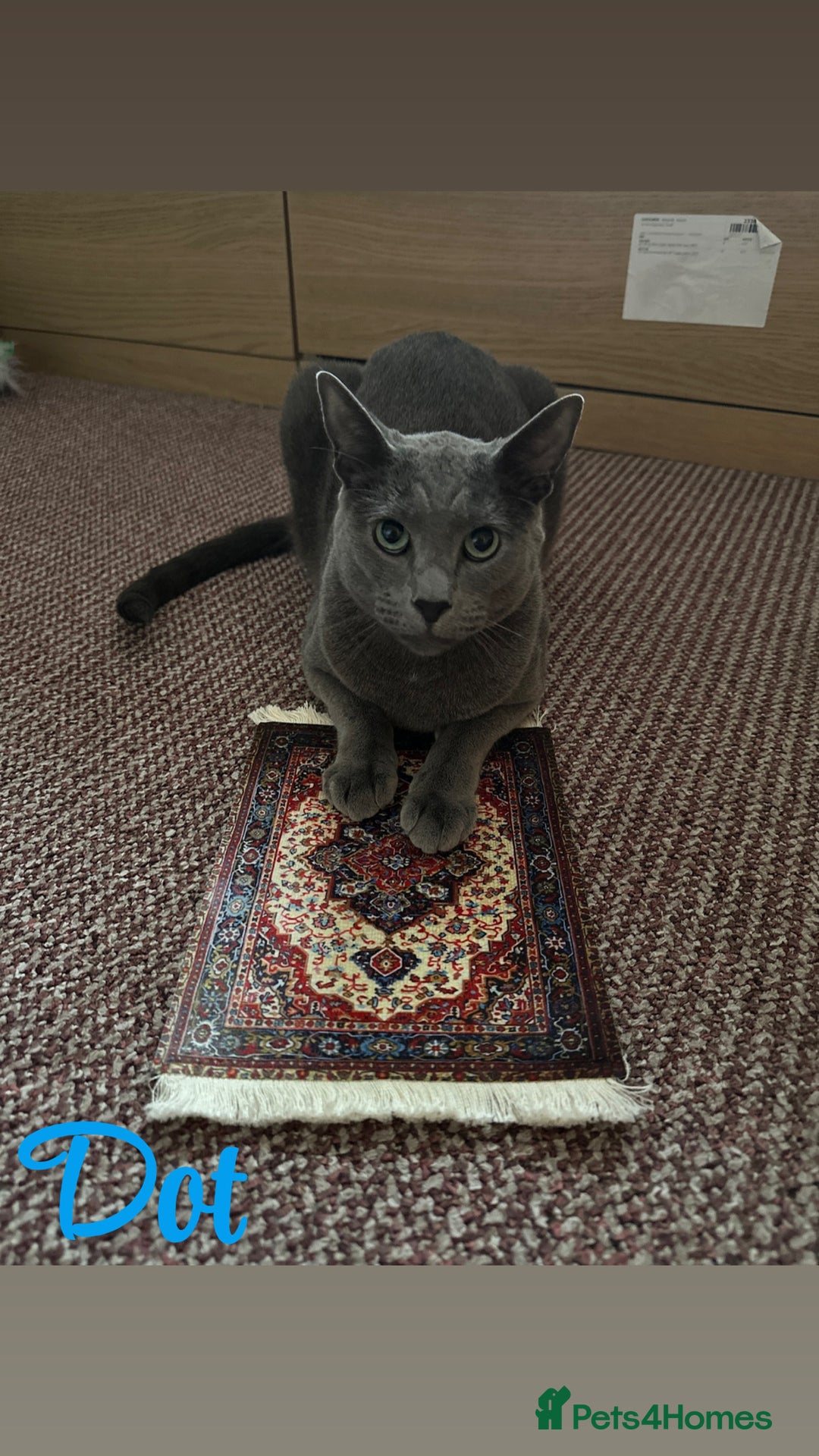 Russian Blue cats for sale: 2 x Pedigree Russian Blue GCCF - Advert 6