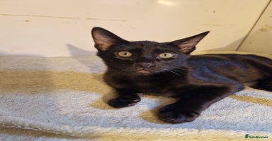 Mixed Breed cats Bengamese kittens, Bengal/Siamese mix  - Advert 5