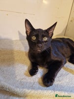 Mixed Breed cats Bengamese kittens, Bengal/Siamese mix - Advert 4