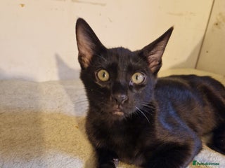 Mixed Breed cats Bengamese kittens, Bengal/Siamese mix - Advert 1