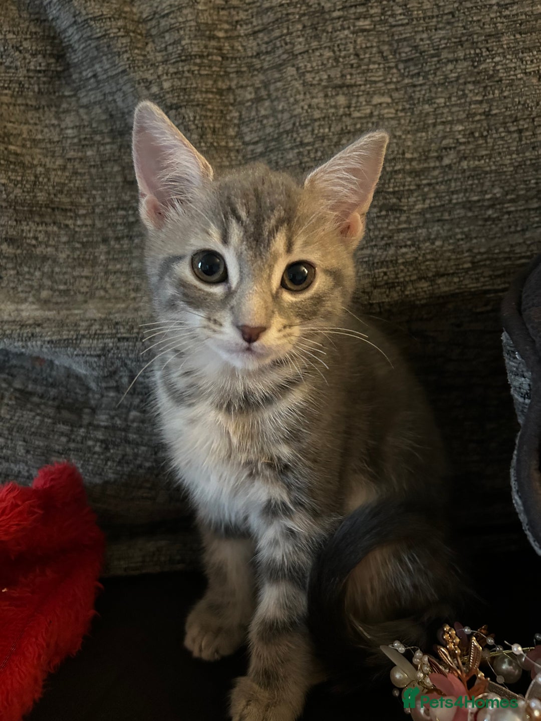 Mixed Breed cats for sale: 3 Blue British shorthair and Mancoon mixed kittens - Advert 17