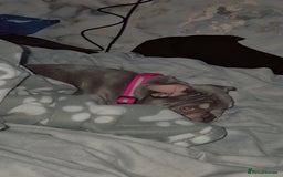 French Bulldog dogs for sale: Coco  - Image 1