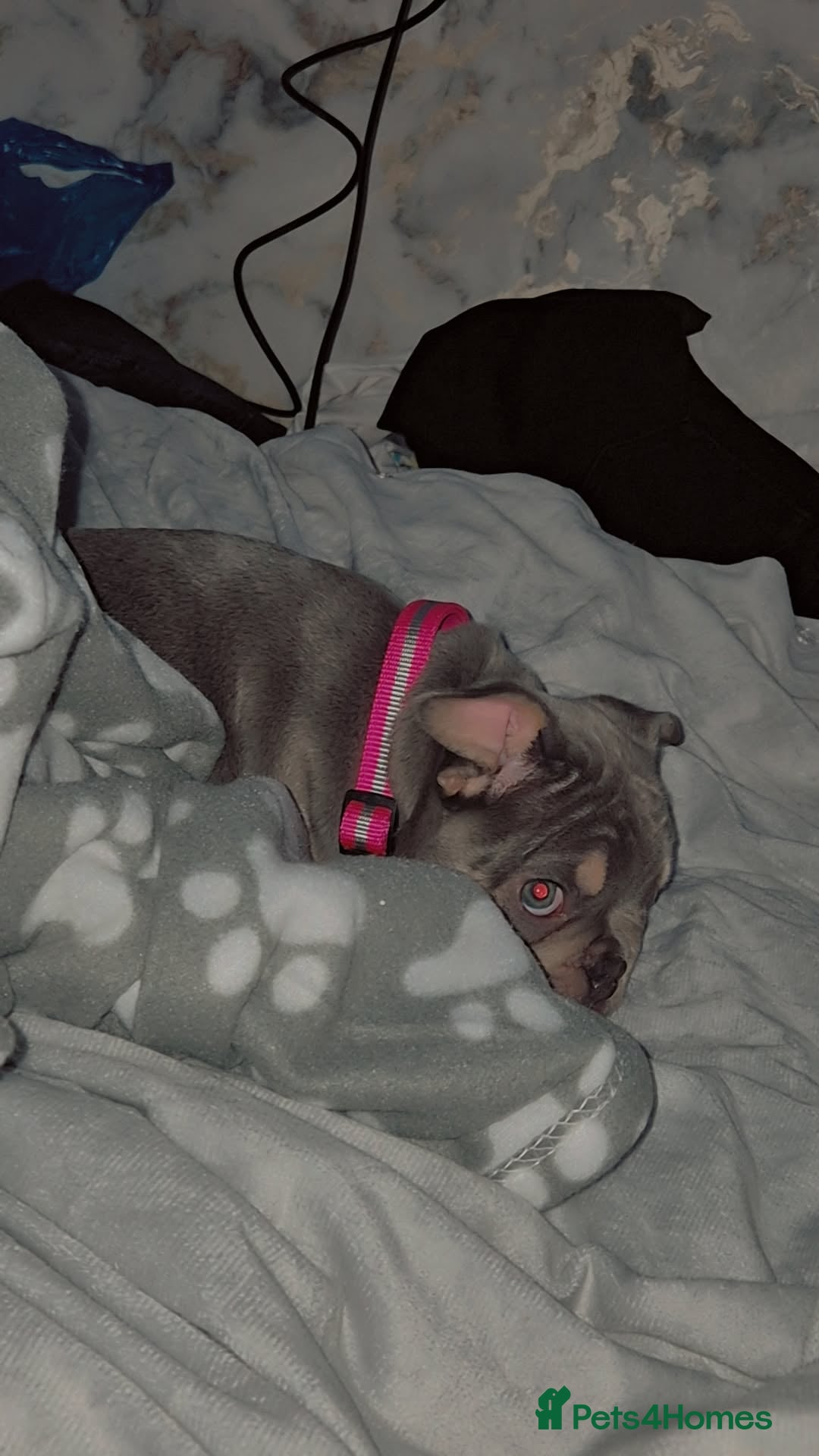 French Bulldog dogs for sale: Coco  - Image 1