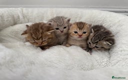 British Shorthair cats for sale: British shorthair kittens  - Image 15