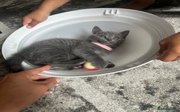 Russian Blue cats for sale: Russian blue x Chartreux - Image 8