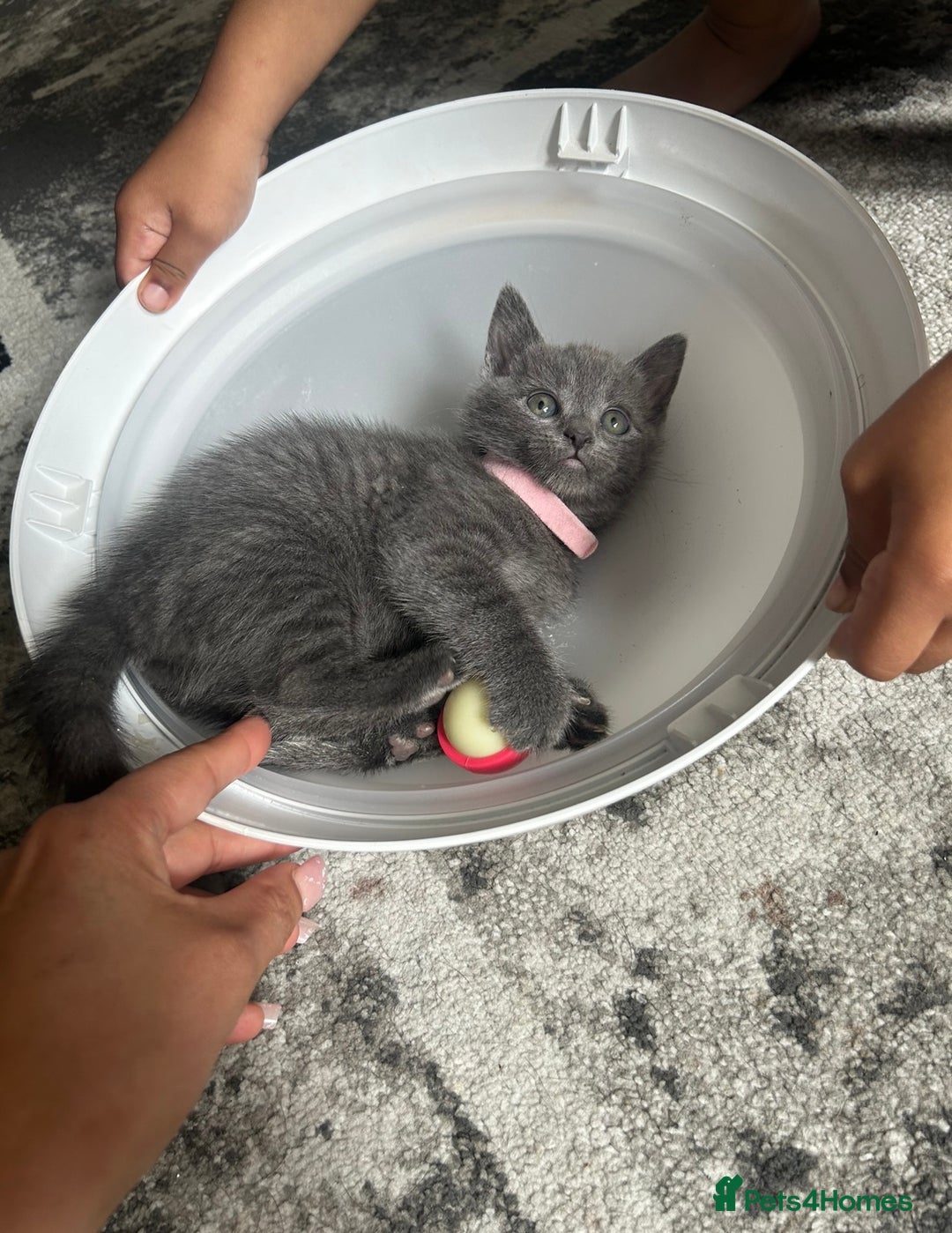 Russian Blue cats for sale: Russian blue x Chartreux - Image 8