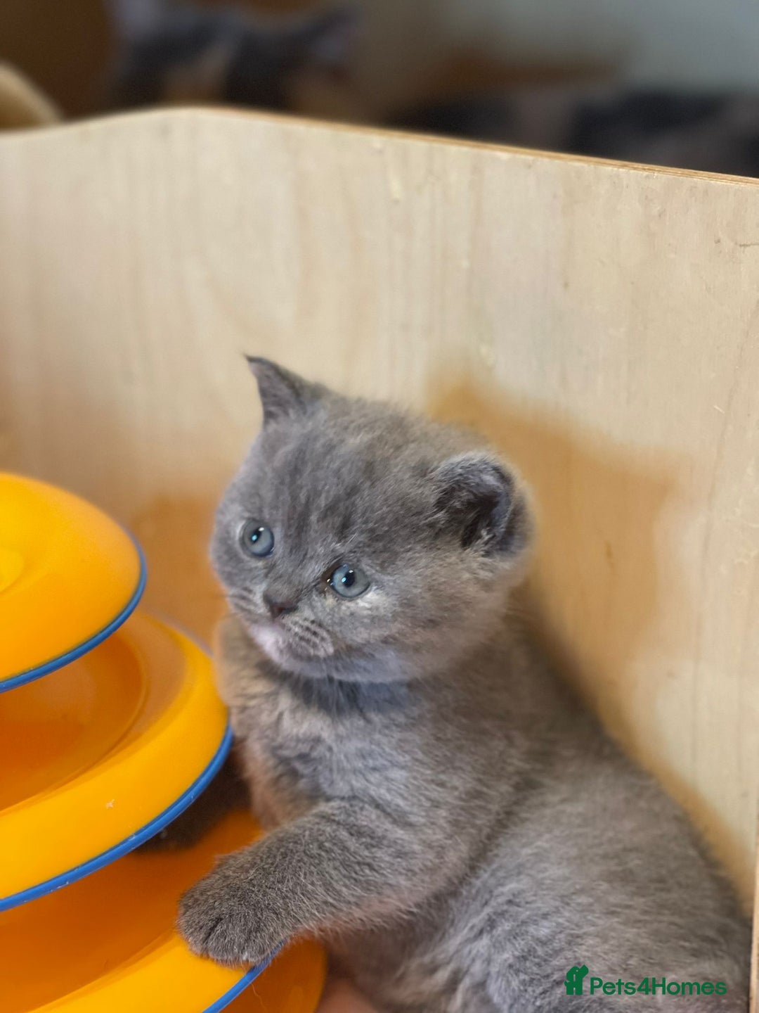 British Shorthair cats for sale: Beautiful British Shorthair Kittens – ReadyOctober - Image 7