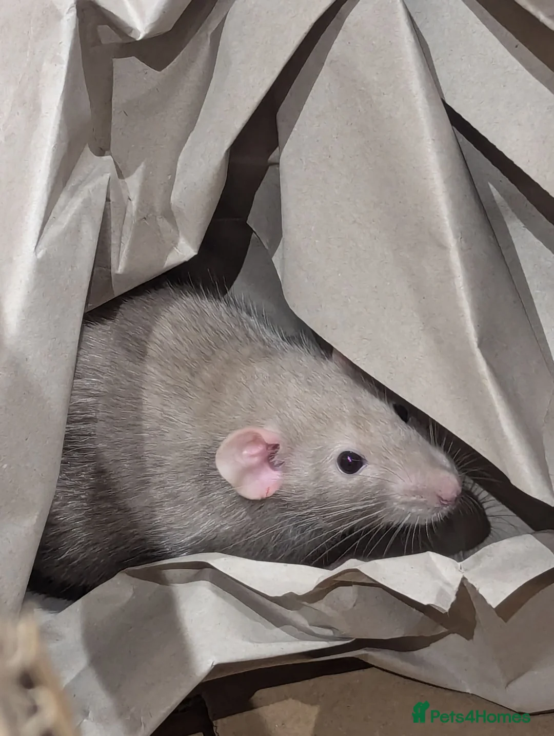 Rat rodents for sale: Gorgeous and super friendly girls in Burton-on-Trent - Advert 3