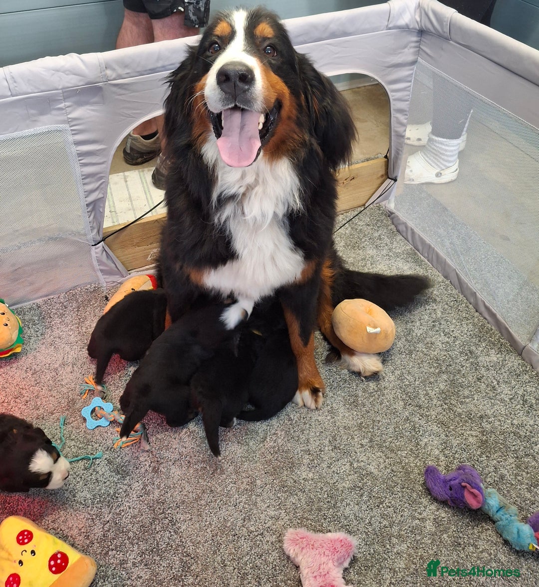Bernese Mountain Dog dogs for sale: Gorgeous bernese mountain pups  - Image 9