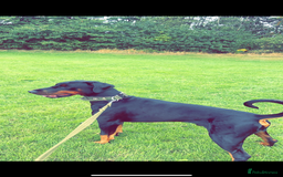 Dobermann dogs for sale: *Stunning Top/Best Bloodline Dobermanns For Sale* - Image 17